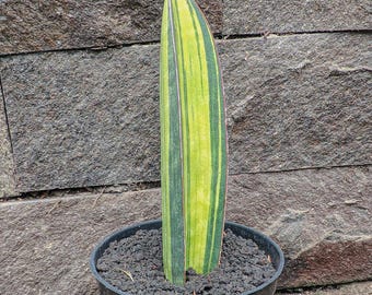 アライヴンインヴェルセンテナリアエクササイズ Sansevieria…LIFE Sansevieria Sawasdee Variegated “Half Moon