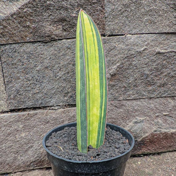 Sansevieria Baseball Bat Variegated Rare Exotic Snake Plant - Etsy