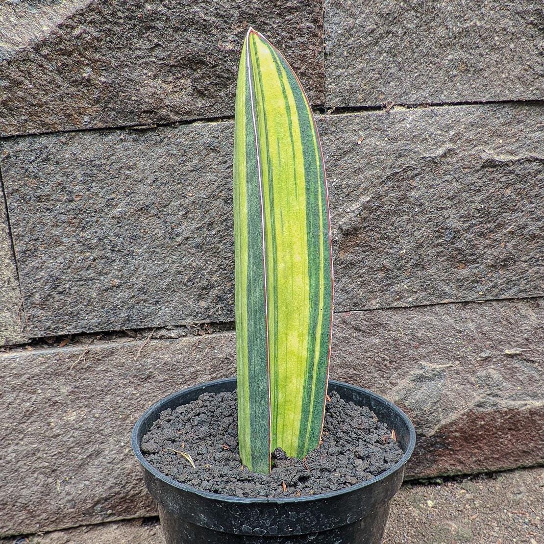 Sansevieria Baseball Bat Variegated Rare Exotic Snake Plant