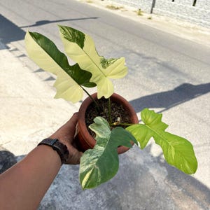 Philodendron x mayoi - Etsy 日本