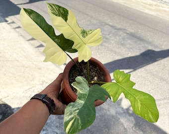 Philodendron Flomay Florida Beauty x Mayoi Variegated Rare Ornamental Plant
