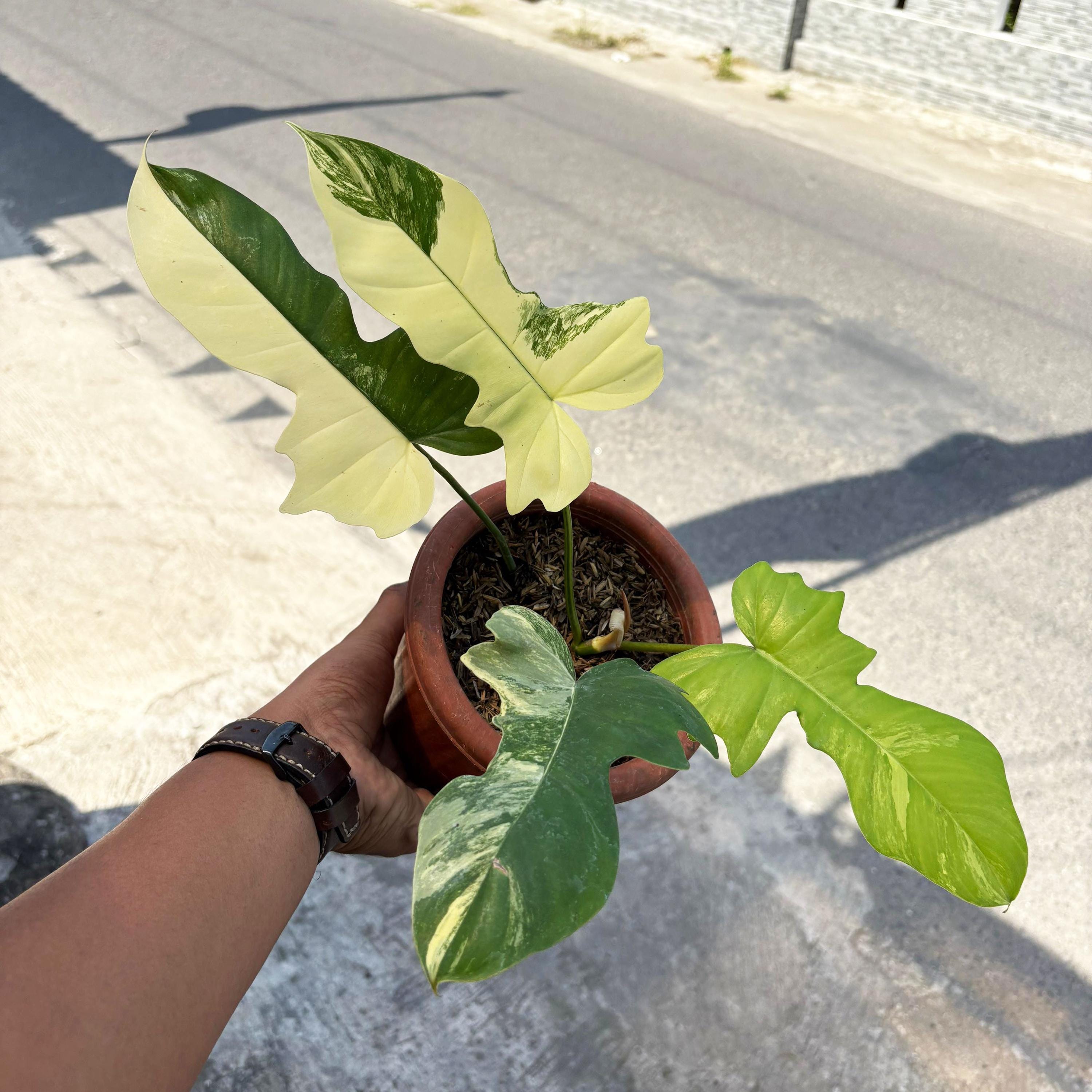 超絶希少❗️交配種❗️フィロデンドロン　フロリダビューティー×マヨイ✨ 超絶希少！交配種！フィロデンドロン フロリダビューティー×マヨイ