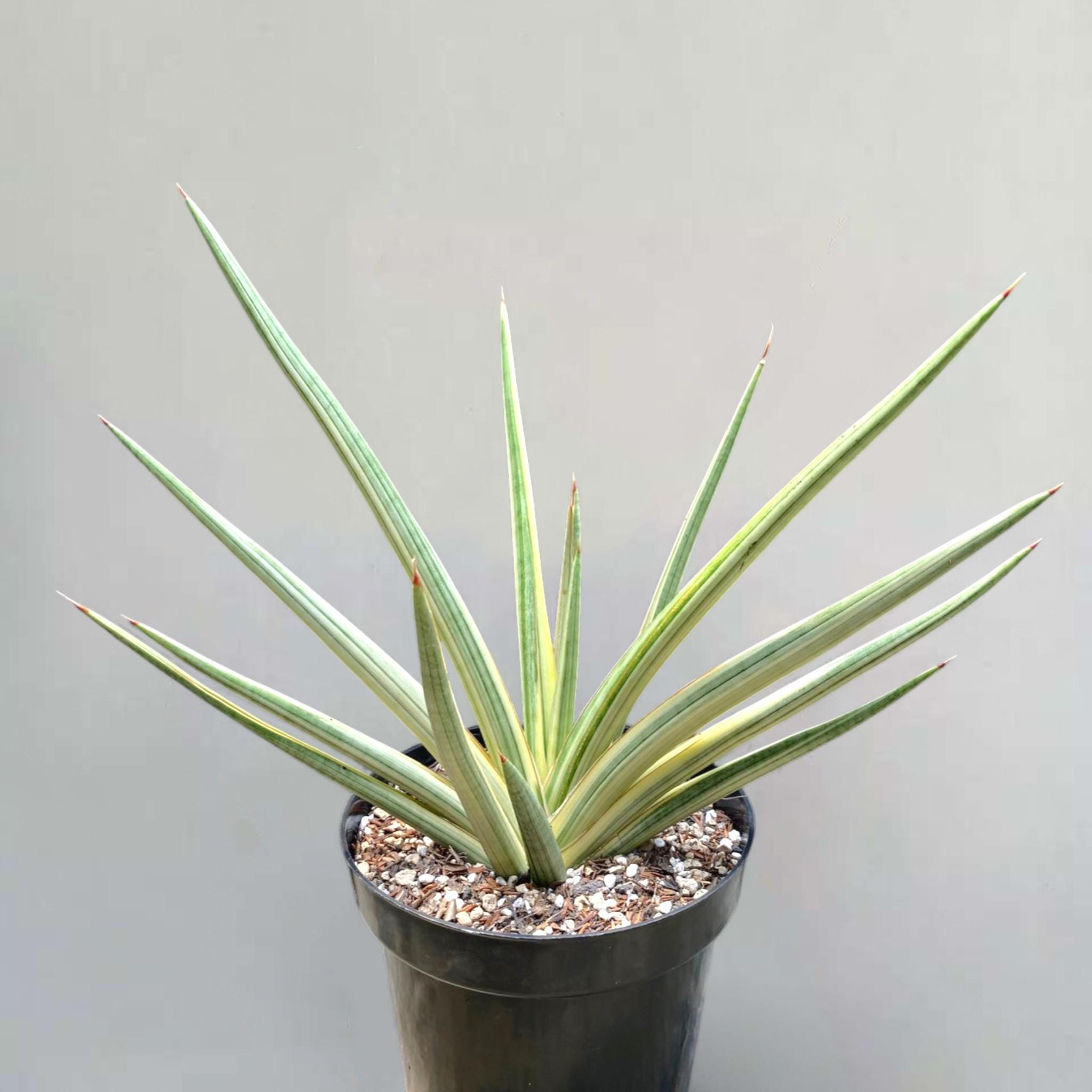 strelitzia reginae vs nicolai Strelitzia nicolai  White Bird Of Paradise (Plant)