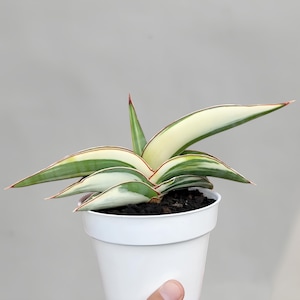 plant strelitzia nicolai Strelitzia Nicolai | 150cm