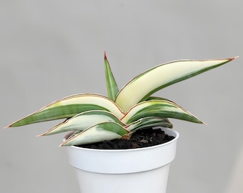 Sansevieria Robusta White Variegated Rare Exotic Snake Plant - Etsy