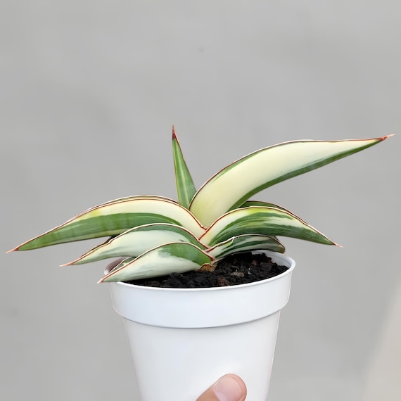 サンスベリア mafinga km.10 white variegated サンスベリア mafinga km.10 white variegated Sansevieria Mafinga