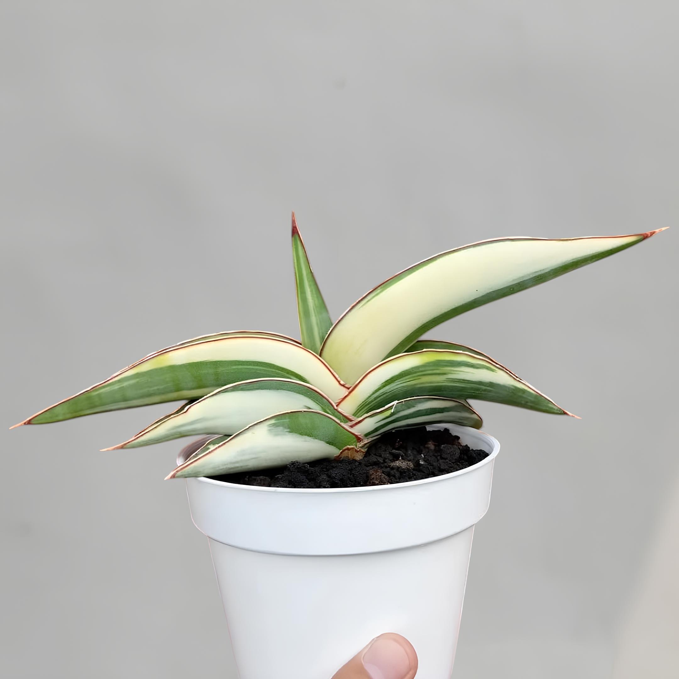 Sansevieria Robusta White Variegated Rare Exotic Snake Plant - Etsy