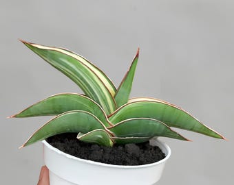 Sansevieria Robusta White Variegated Rare Exotic Snake Plant - Etsy