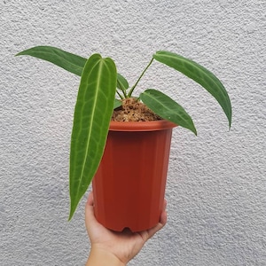 Anthurium warocqueanum plante ornementale exotique rare