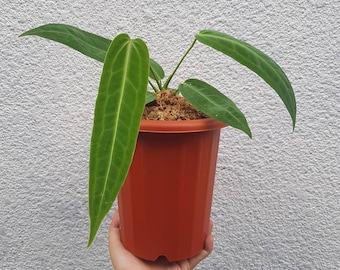 その他観葉植物 Anthurium warocqueanum dark narrow form Anthurium Warocqueanum Dark and Narrow Form Starter Plant