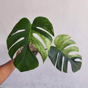 Monstera mint noid jungle mint - Etsy 日本