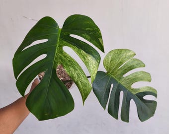 超希少❗️斑入り❗️モンステラ　アクミナータ　アルボ✨ 超希少❗️斑入り❗️モンステラ アクミナータ アルボ✨ 超希少