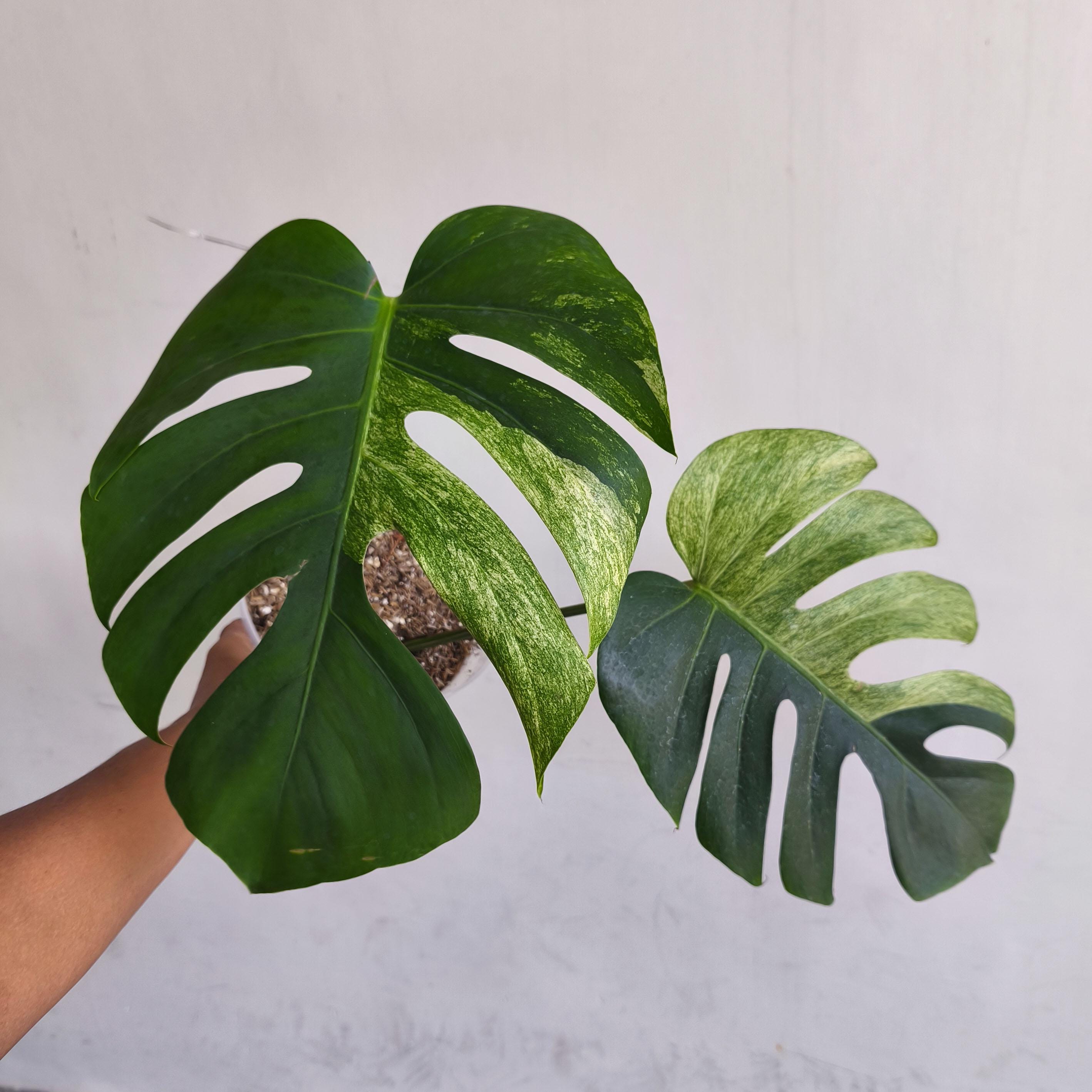 激安超特価 最大80%オフ  Monstera 日本 Etsy - mint モンステラ・ポトス