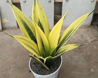 Sansevieria Futura Gold Flame Rare Exotic Snake Plant