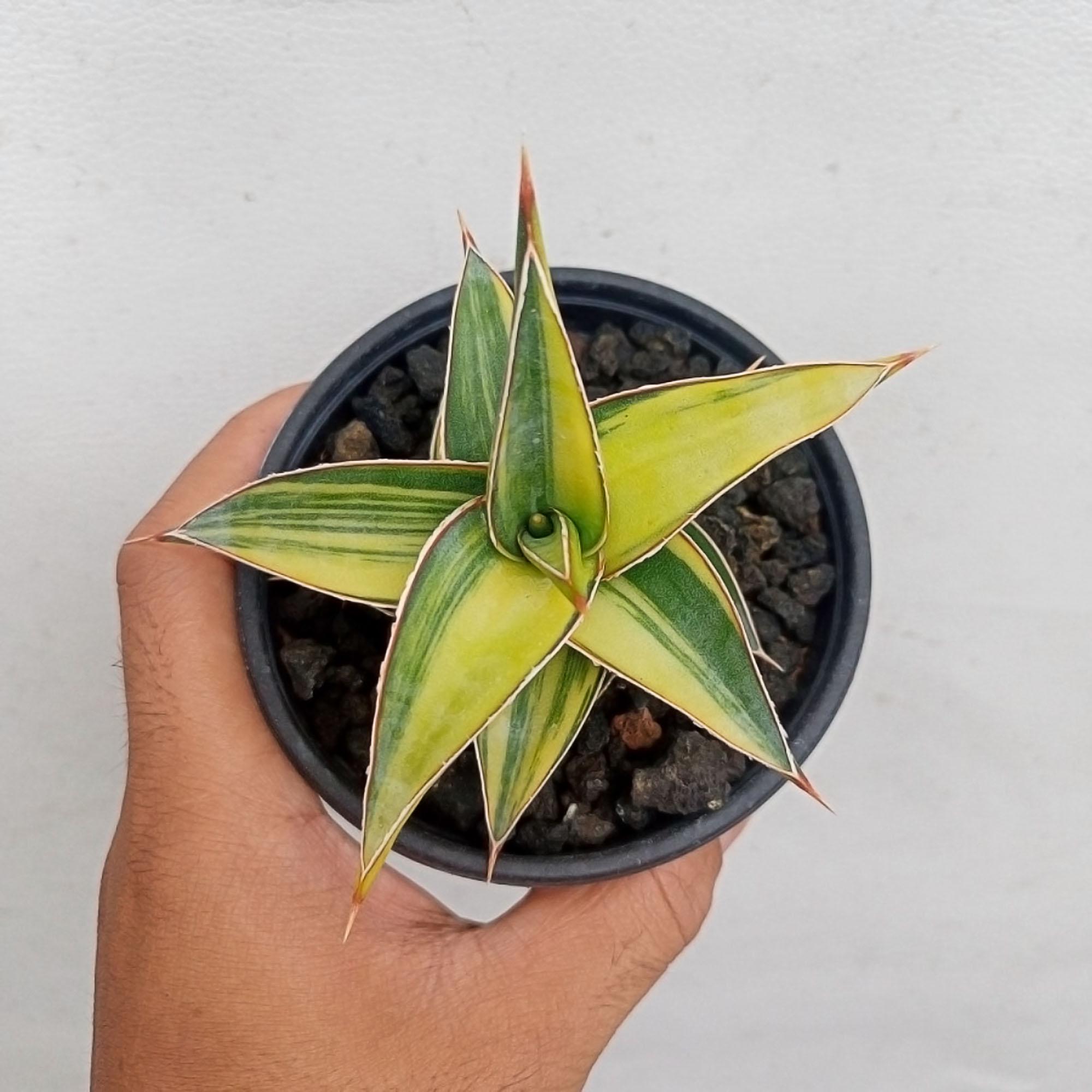 sansevieria in nature 3' UV Resistant Artificial Sansevieria Plant in White Decorative Planter  (Indoor/Outdoor) main image 0