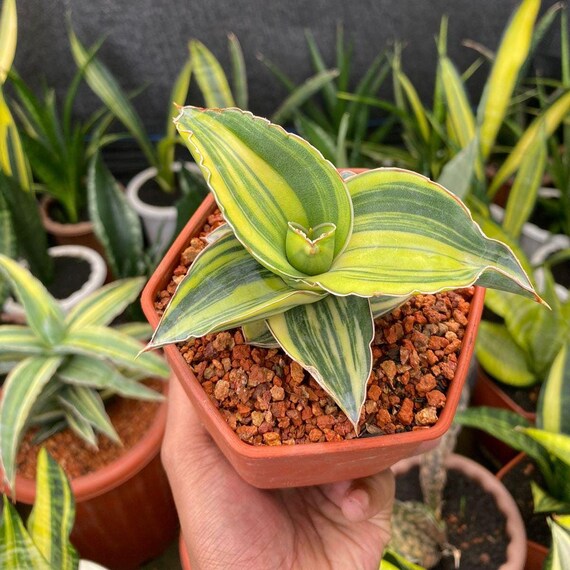 Sansevieria Kismayo Variegated Rare Exotic Snake Plant - Etsy