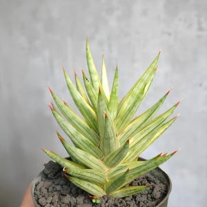 Sansevieria Francisii Variegated - Etsy