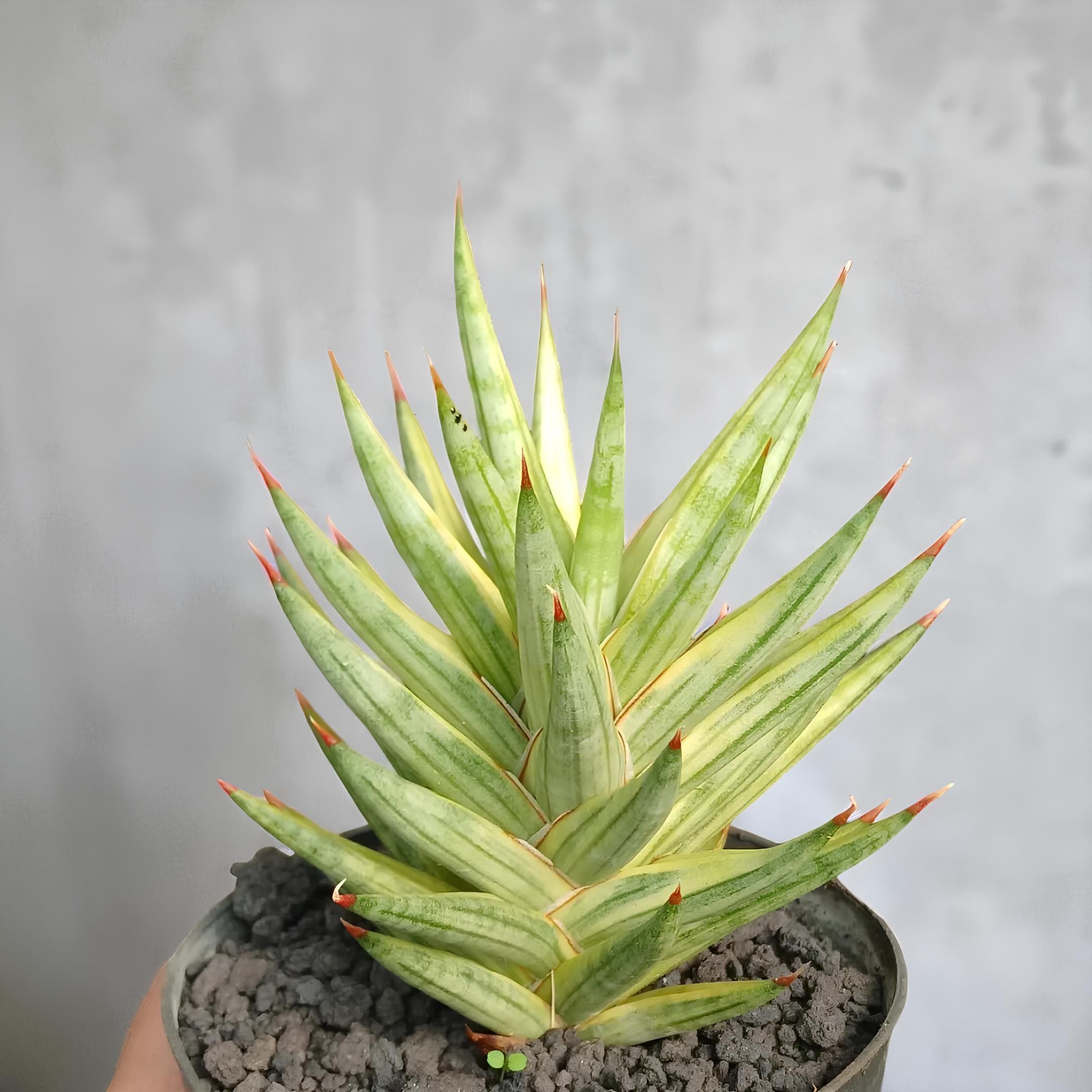 Sansevieria Francisii Yellow Variegated Rare Exotic Snake Plant