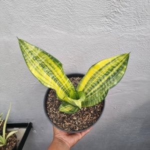 Sansevieria Florida - Etsy