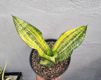 Sansevieria Trifasciata Futura Variegated Rare Exotic Snake Plant