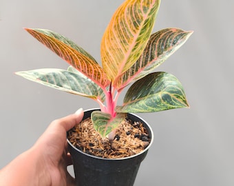 アグラオネマ ライト オブ ダイヤモンド 珍しいユニークな植物 - Etsy 日本
