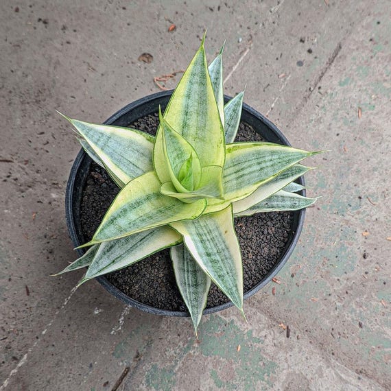 Sansevieria Gabriella White Variegated Rare Exotic Snake Plant - Etsy