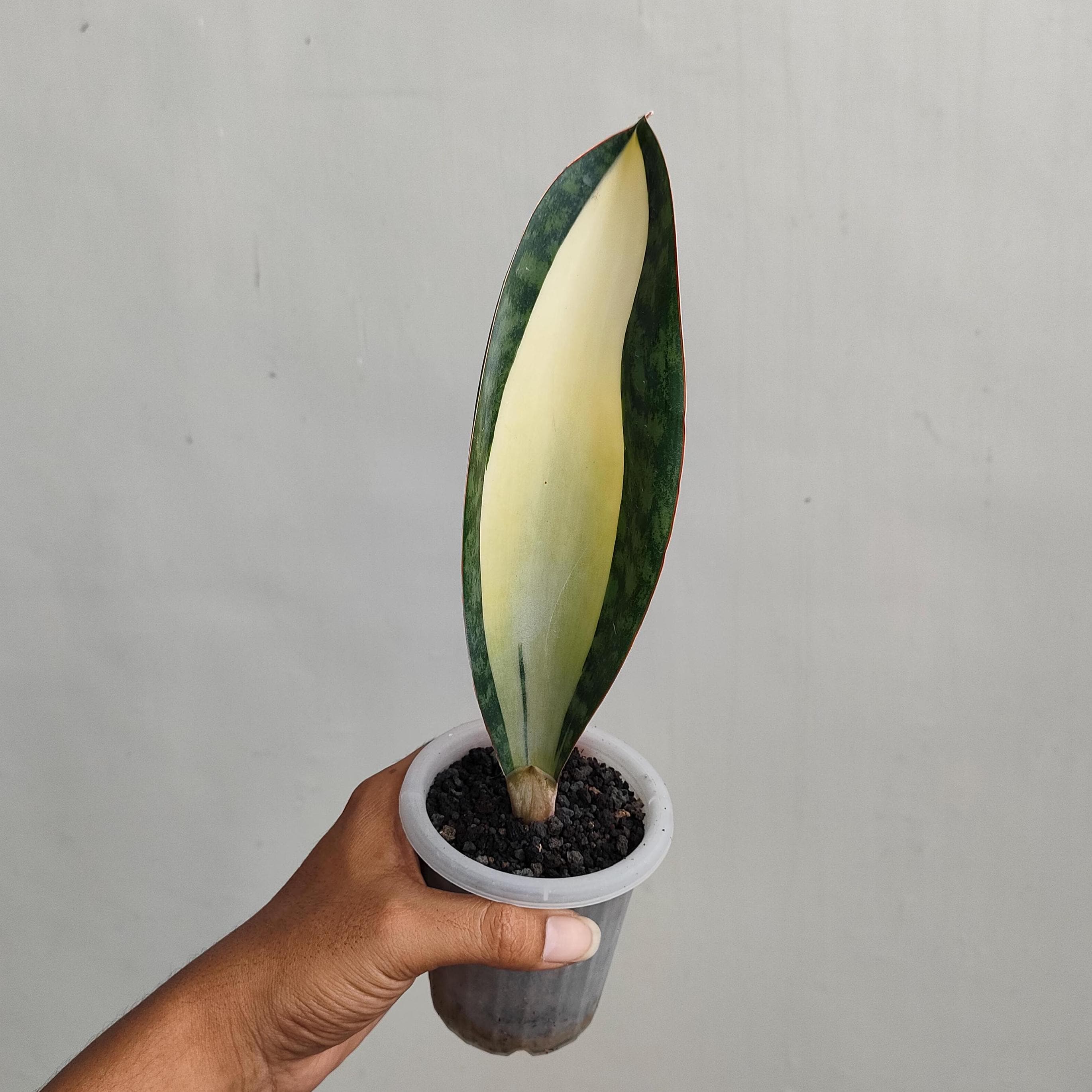 Variegated Zz Plant Us Seller - Etsy