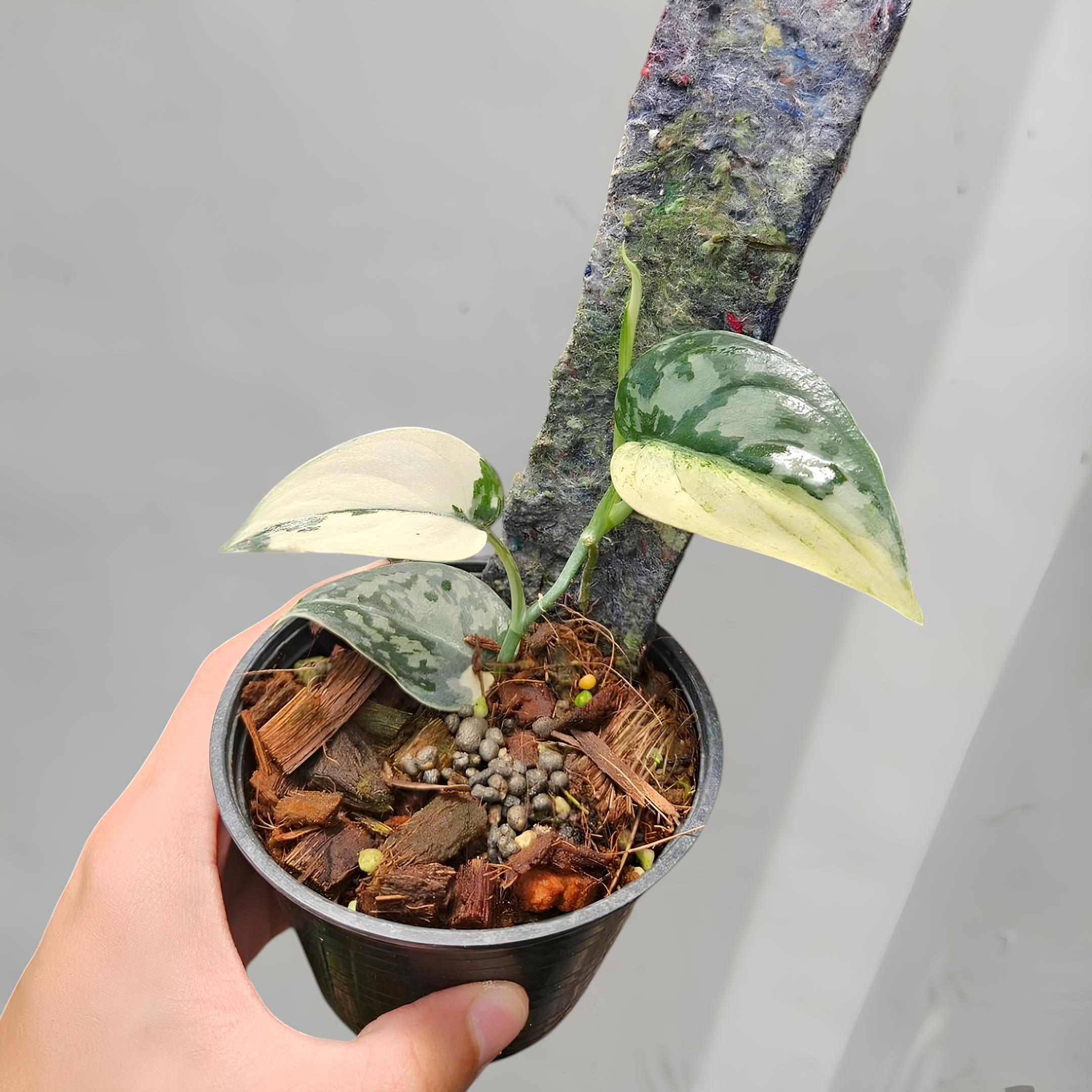 Scindapsus Variated Scindapsus Mayari Variegated Rare Exotic Ornamental Plant - Etsy