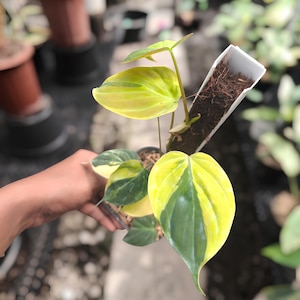 Philodendron Micans Variegated Rare Ornamental Plant