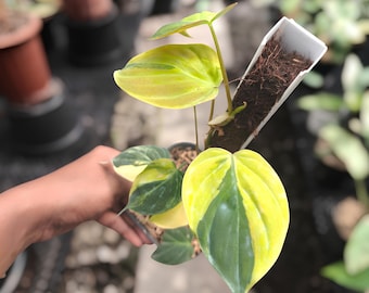 May include: A close-up of a Philodendron plant with large, heart-shaped leaves. The leaves display a striking color pattern of green and yellow. The plant is in a small black pot, held by a person.