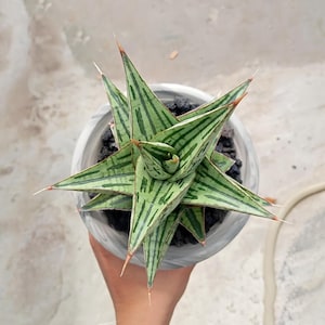 Sansevieria Hybrid Kaisar Rare Exotic Snake Plant