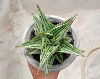 sansevieria craigii Sansevieria, 4in, Kirkii Blue  Floral Acres Greenhouse & Garden Centre