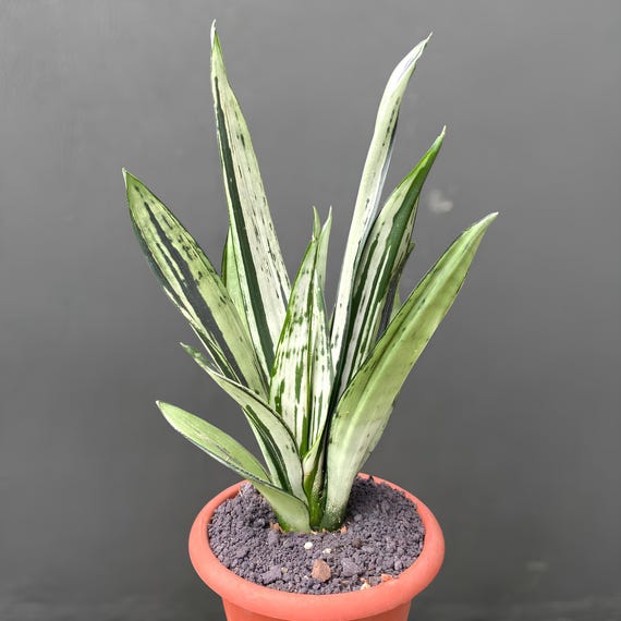 Sansevieria Moonshine Brazillian Crested Rare Exotic Snake Plant - Etsy