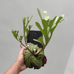 Op de afbeelding: Een groene varen met hertengewei, gemonteerd op een stuk hout met een zwarte achtergrond.