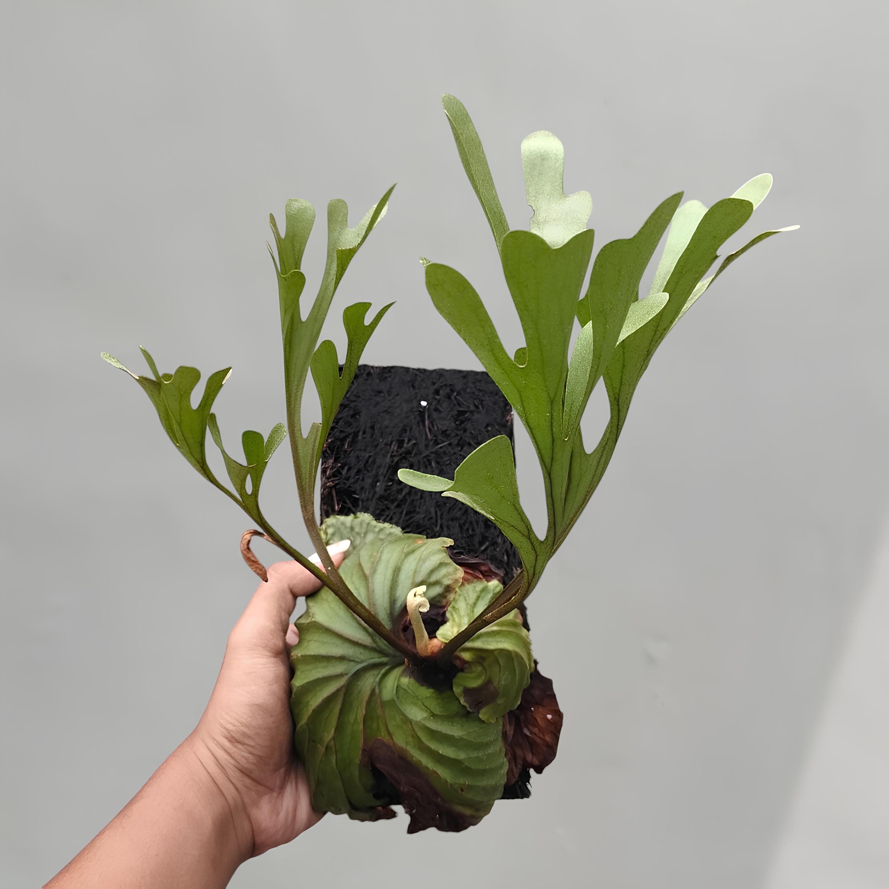 Platycerium superbum - Etsy 日本