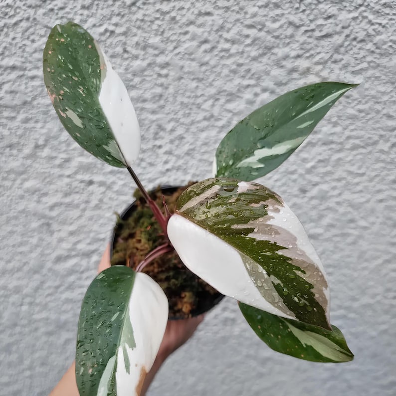 Cocoprabu Philodendron Red Anderson
