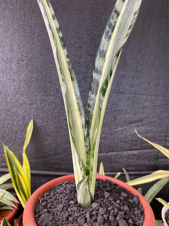 Sansevieria Bantel Batik Variegated Rare Snake Plant - Etsy