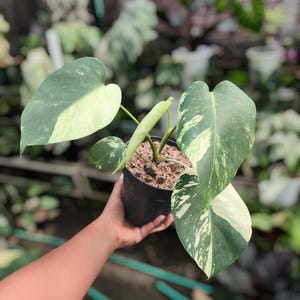 Plante de démarrage rare et panachée à la menthe Monstera
