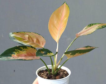 Aglaoneema Sultan Brunei seltene Zierpflanze