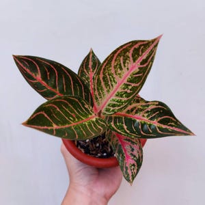 Könnte beinhalten: Eine Topf-Aglaonema-Pflanze mit dunkelgrünen Blättern mit rosa und hellgrüner Panaschierung und roten Adern. Die Pflanze befindet sich in einem terrakottafarbenen Topf. Die Blätter sind breit und lanzettlich und bilden eine lebendige Darstellung.