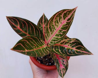 Aglaoneema Stolz von Sumatra seltene Zierpflanze