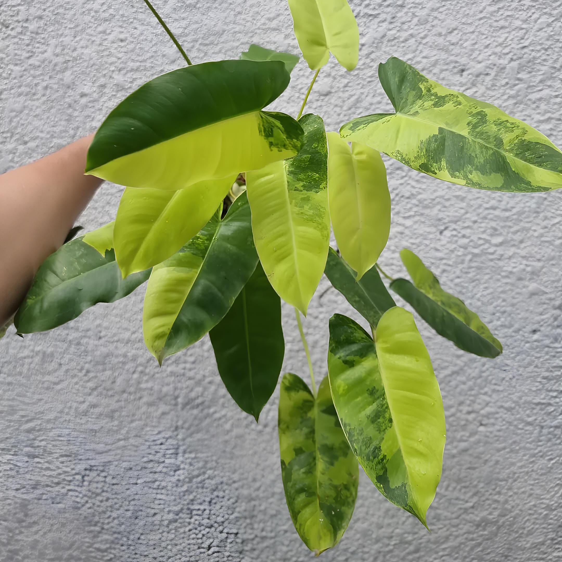 【専用】レア　フィロデンドロン　エメラルデンセ a Rare philodendron - Etsy 日本