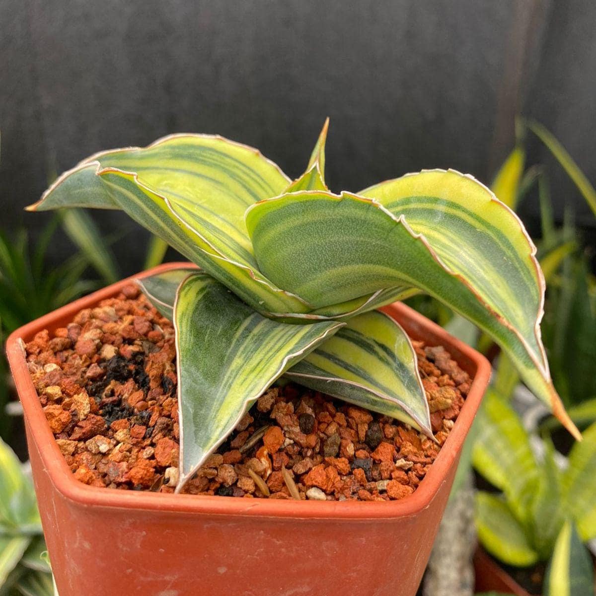 Sansevieria Kismayo Variegated Rare Exotic Snake Plant - Etsy