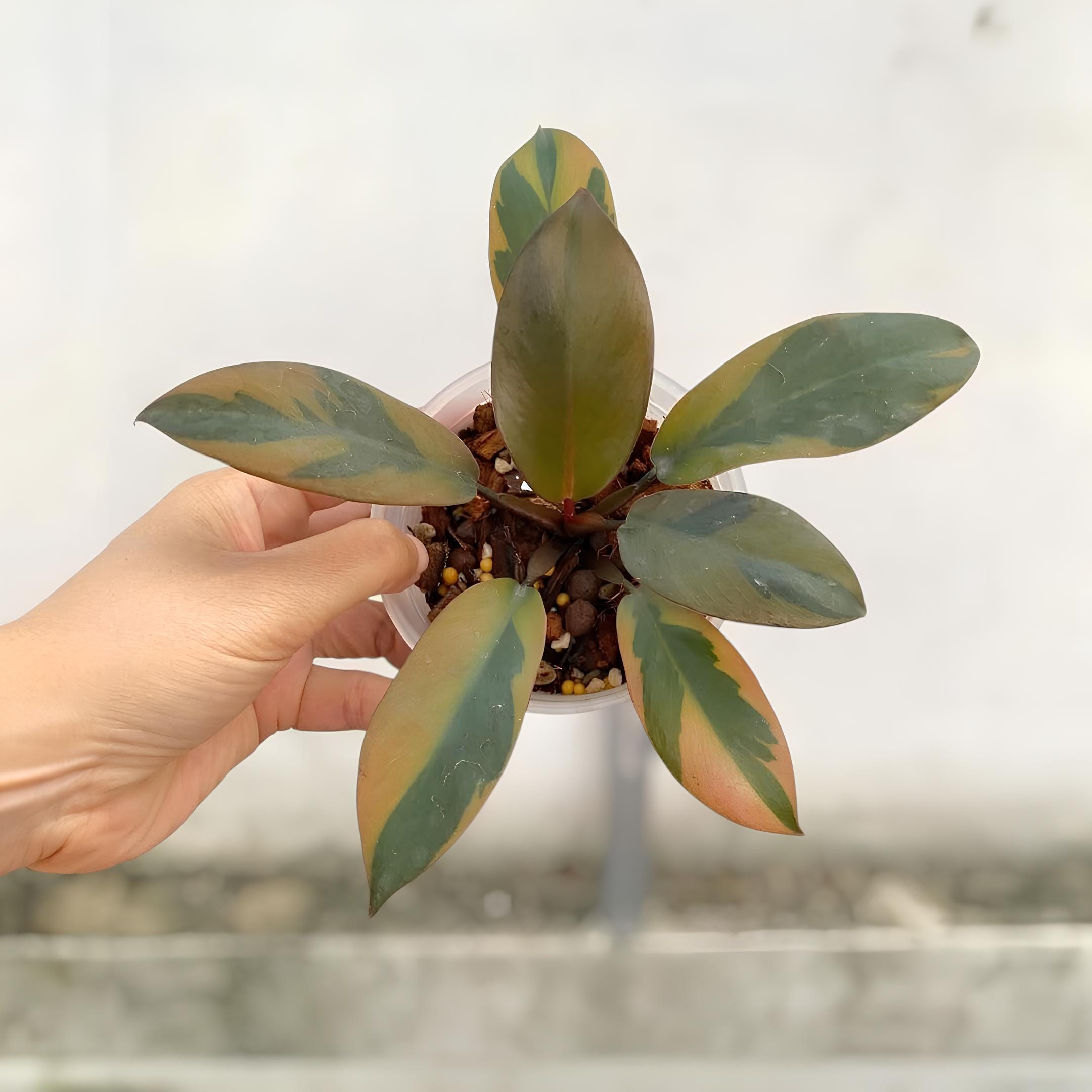 フィロデンドロン・ブラック・カーディナル斑入り希少観賞植物 - Etsy 日本