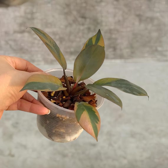 フィロデンドロン・ブラック・カーディナル斑入り希少観賞植物 - Etsy 日本