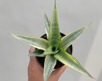 Sansevieria Cordova White Variegated Rare Exotic Snake Plant - Etsy