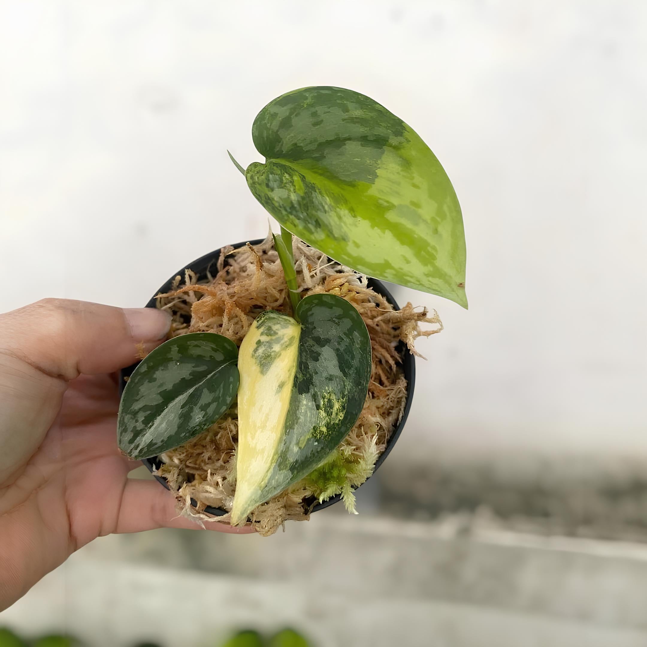 レア　Scindapsus MIRACLE 親株写真あり il_fullxfull.7141096213_ib9o.jpg
