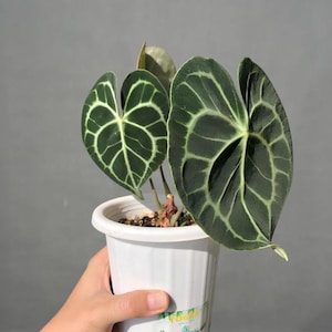 Anthurium Clarinervium Seltene Exotische Zierpflanze