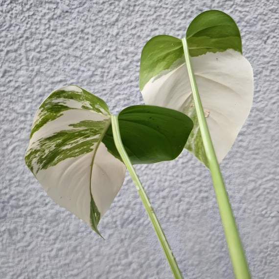 Monstera Weier Tiger bunte seltene Zierpflanze - Etsy.de