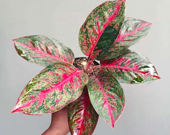 アグラオネマ レッド スマトラの珍しいユニークな植物 - Etsy 日本